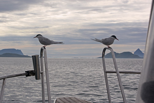 Some sea swallows resting on the railing while Halibut fishing